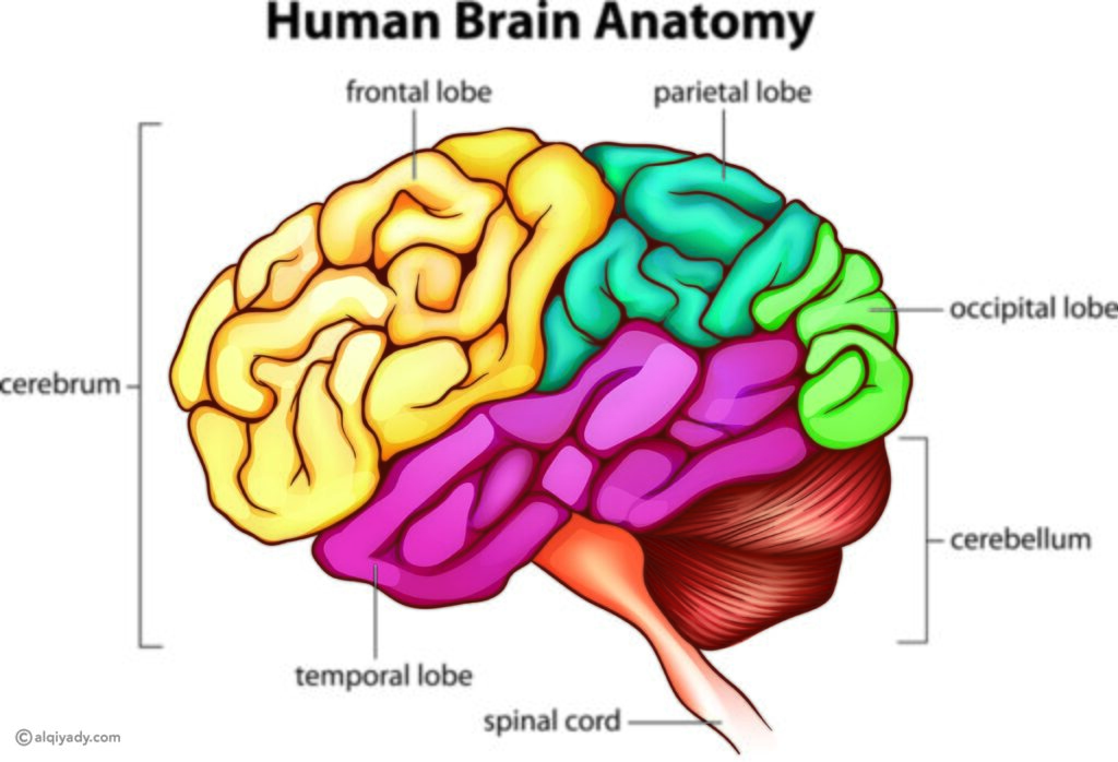 عوامل تؤدي إلى حدوث خلل في قراءة جهاز رسم المخ