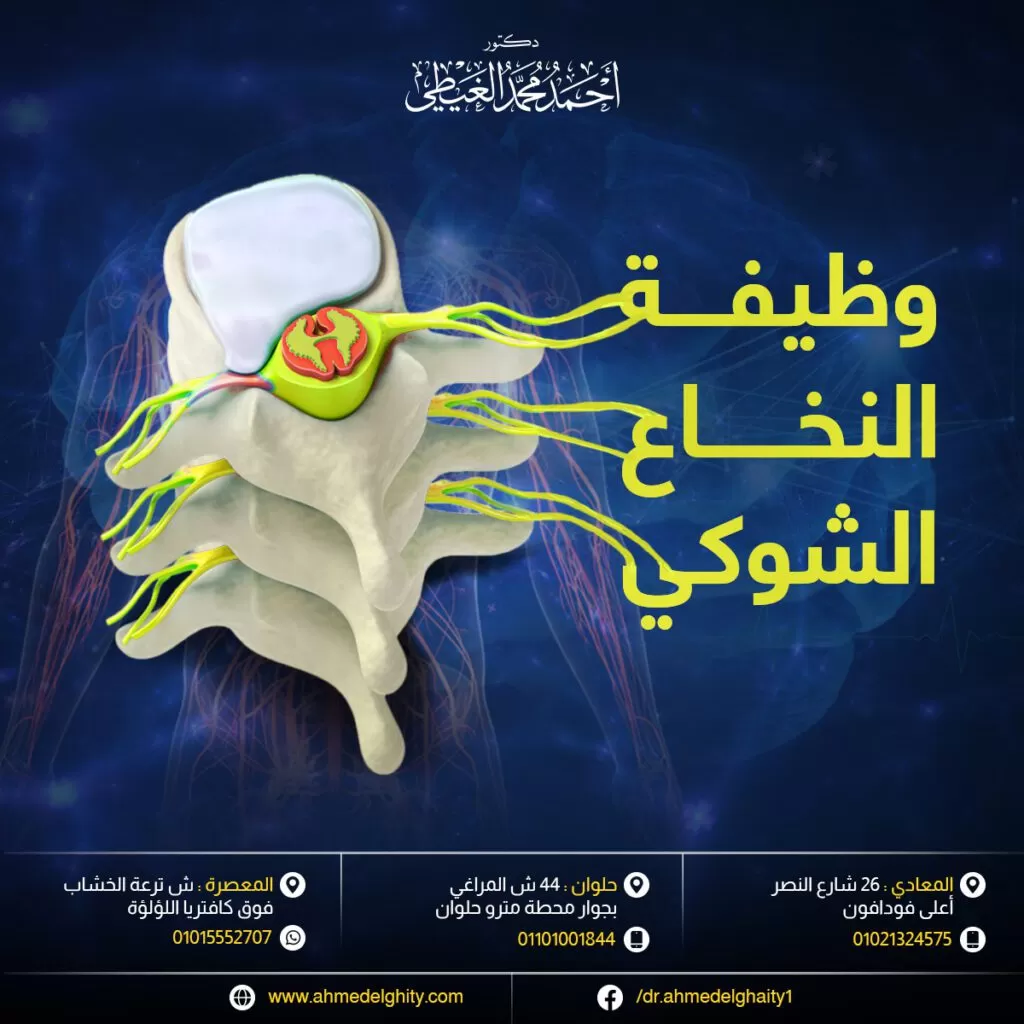 وظيفة النخاع الشوكي