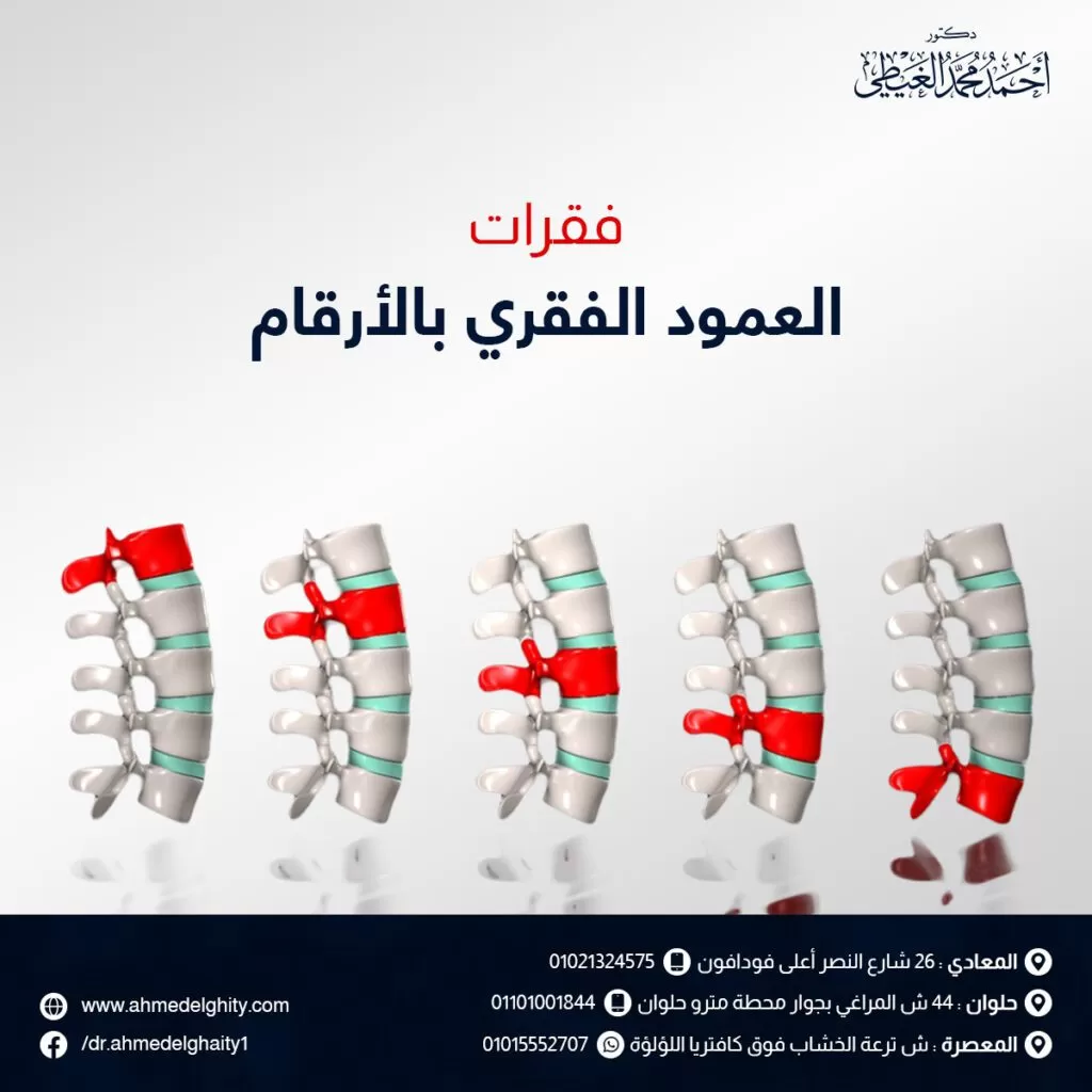 فقرات العمود الفقري بالارقام