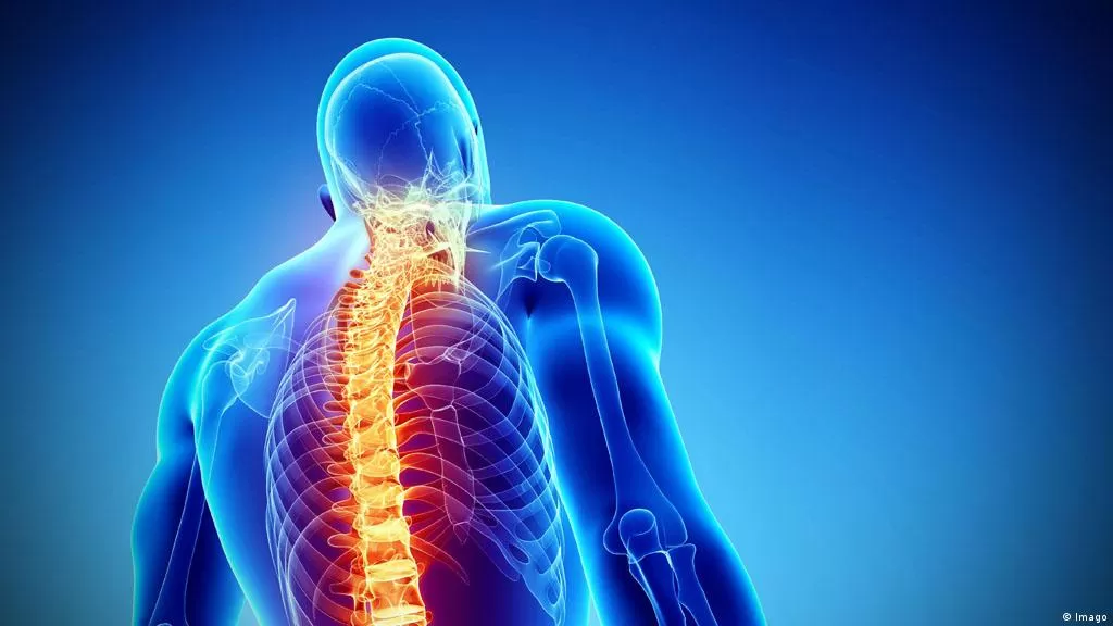 وظائف فقرات العمود الفقري