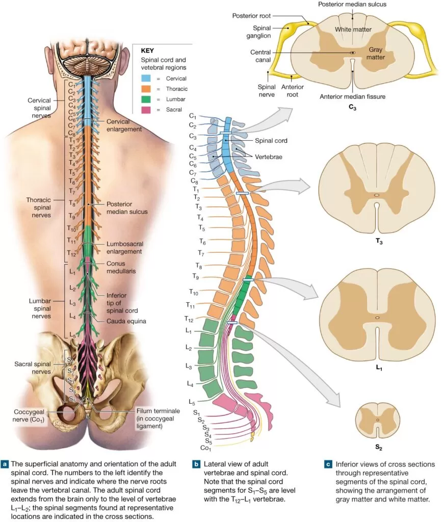 أعراض اضطراب النخاع الشوكي