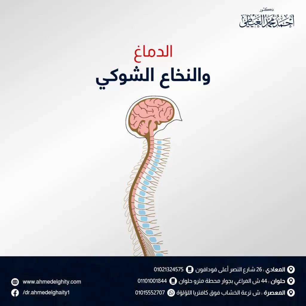 الدماغ والنخاع الشوكي