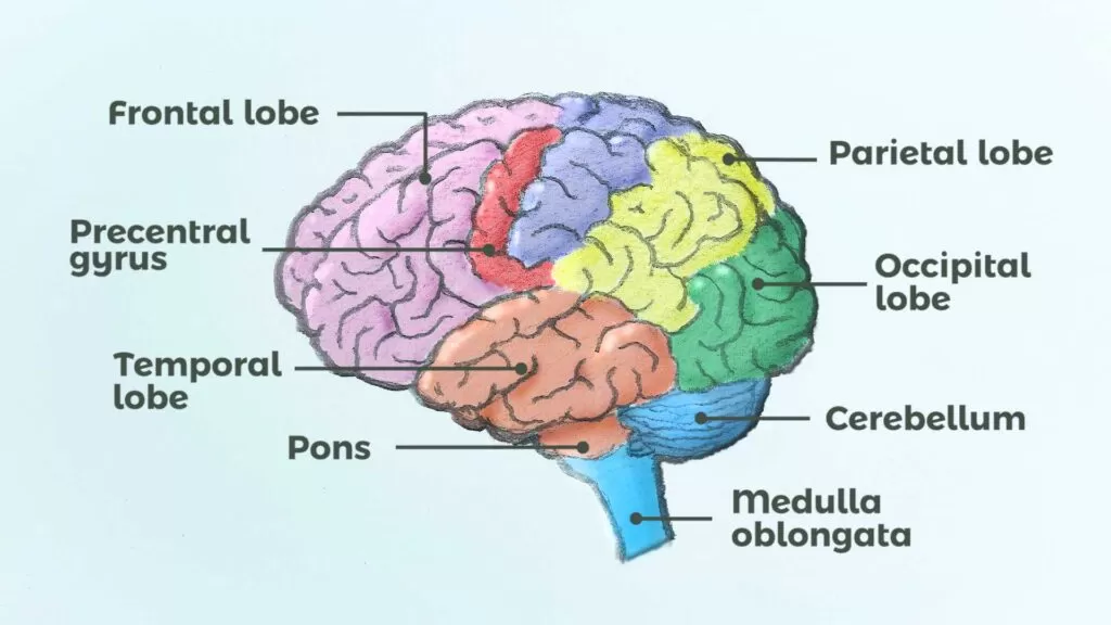 المخيخ The Cerebellum
