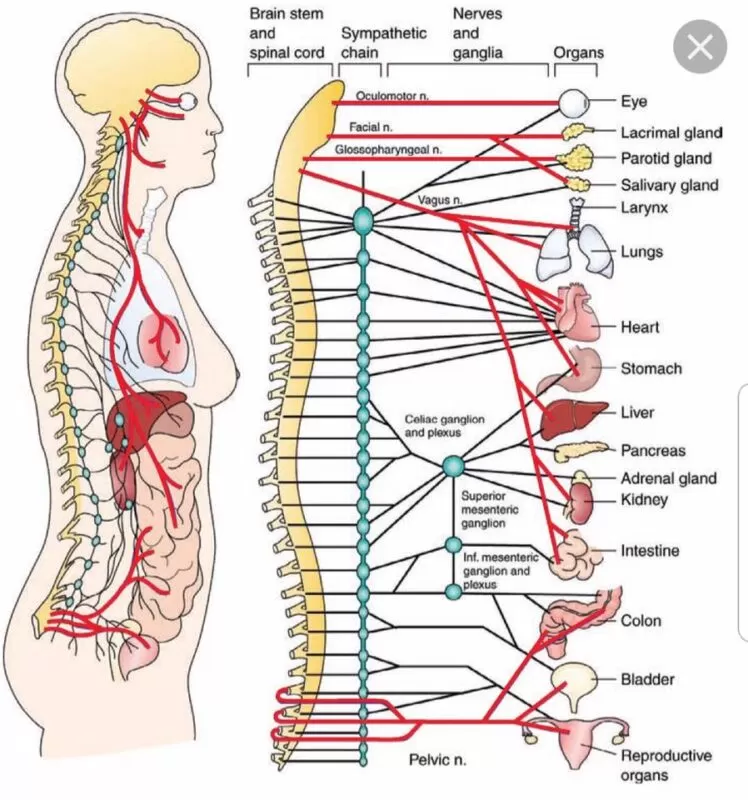 مسار العصب السمبثاوي
