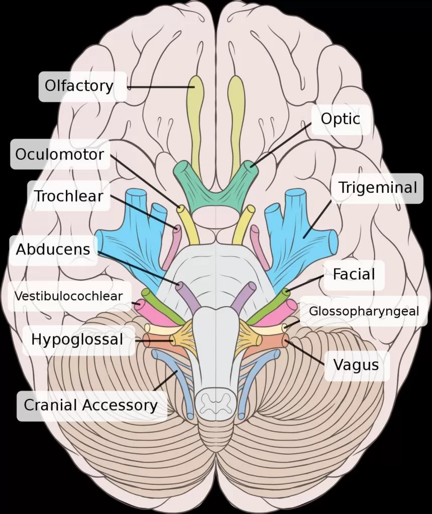 المضاعفات التي تنتج عن النزيف التلقائي تحت الأم العنكبوتية