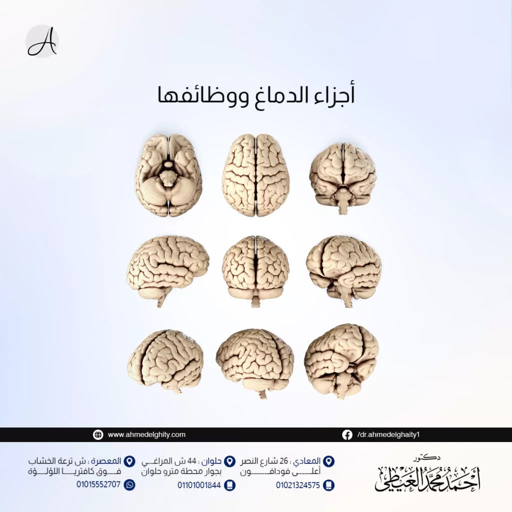 أجزاء الدماغ ووظائفها بالتفصيل