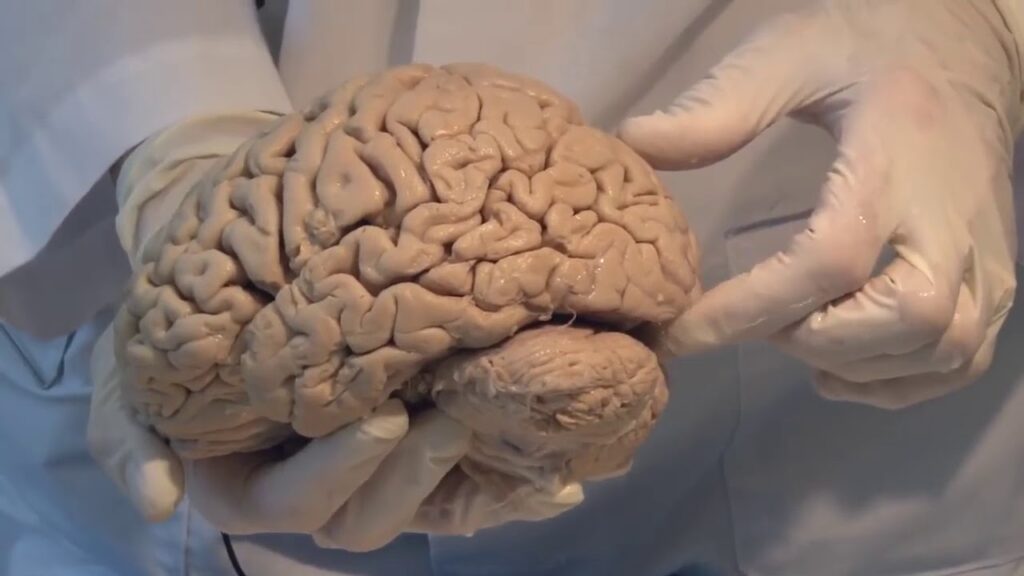 أجزاء الدماغ ووظائفها بالنسبة للعظام والأنسجة
