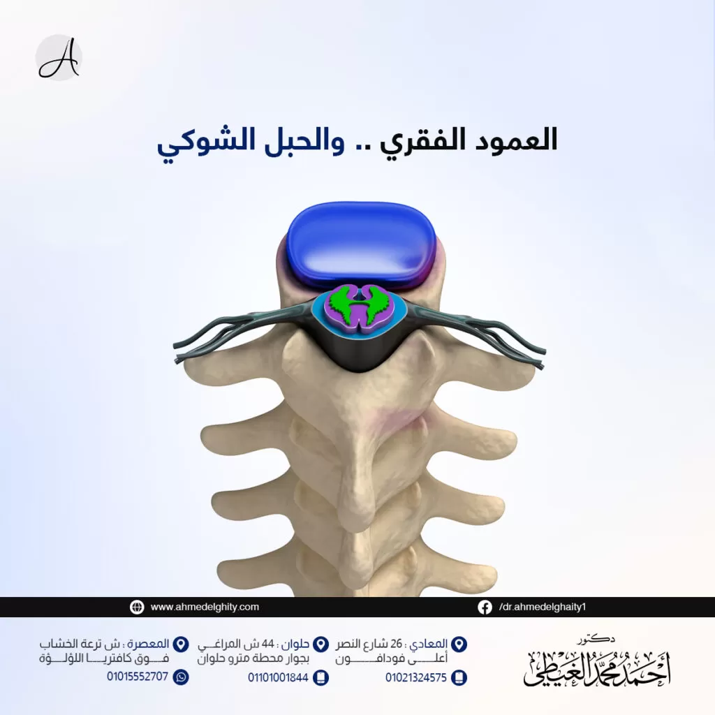 العمود الفقري والحبل الشوكي