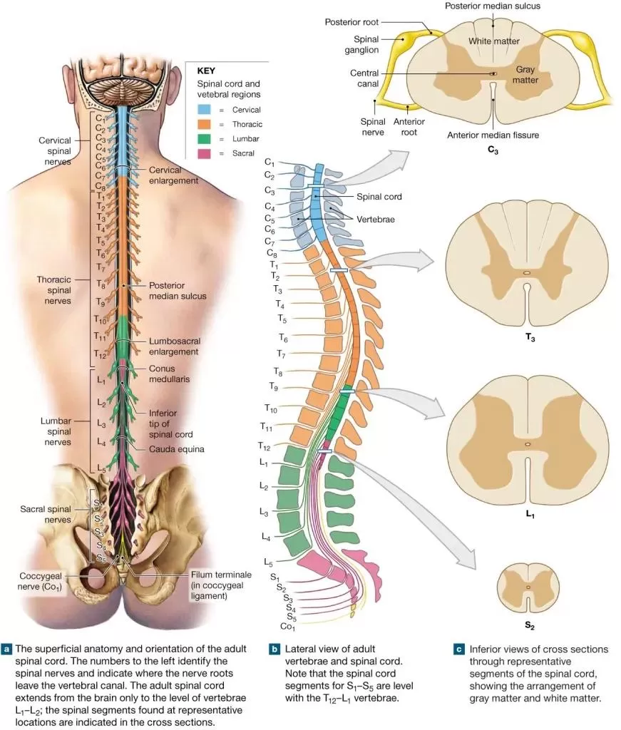 الفرق بين العمود الفقري والحبل الشوكي