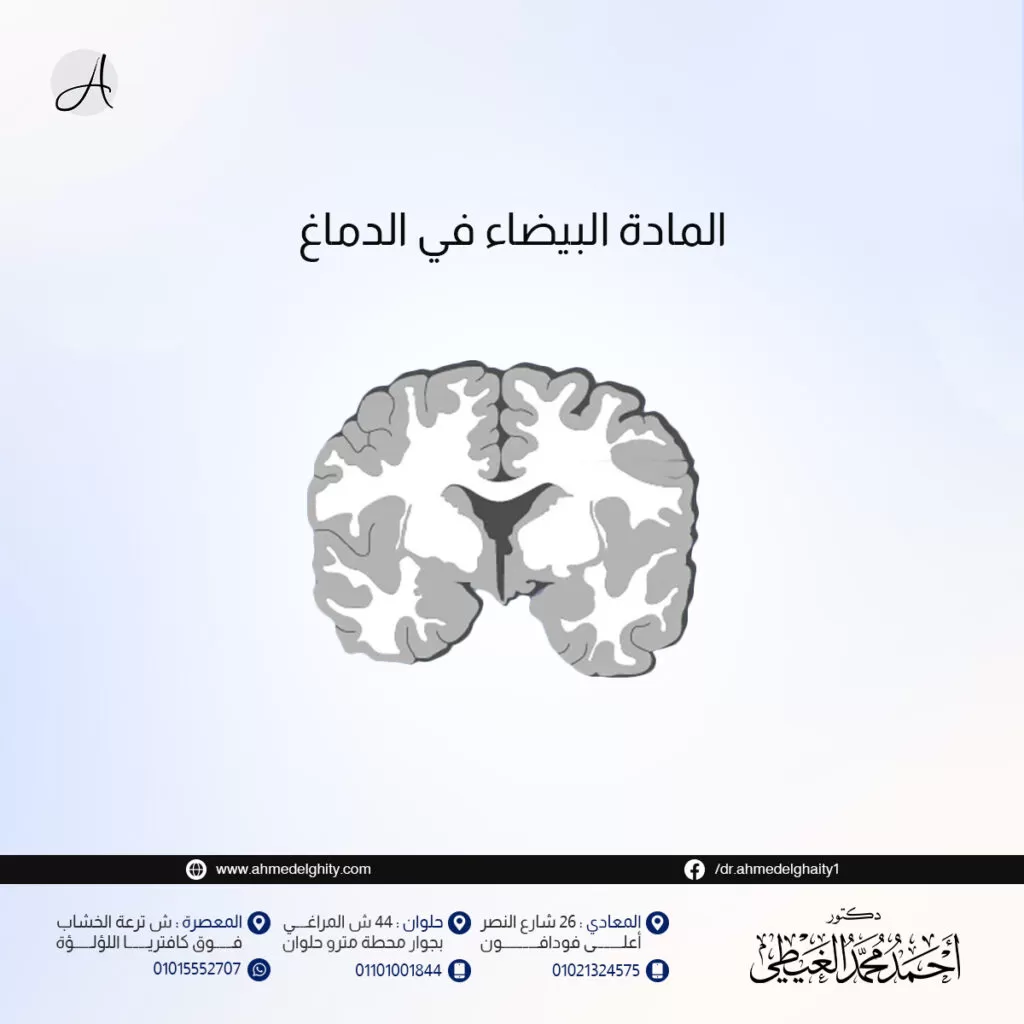المادة البيضاء في الدماغ