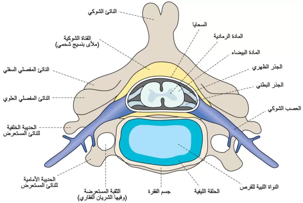 خصائص تنميل المقعدة والأعراض المصاحبة