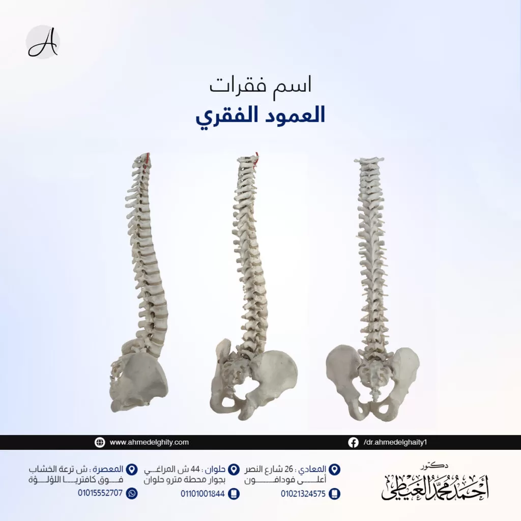 اسم فقرات العمود الفقري