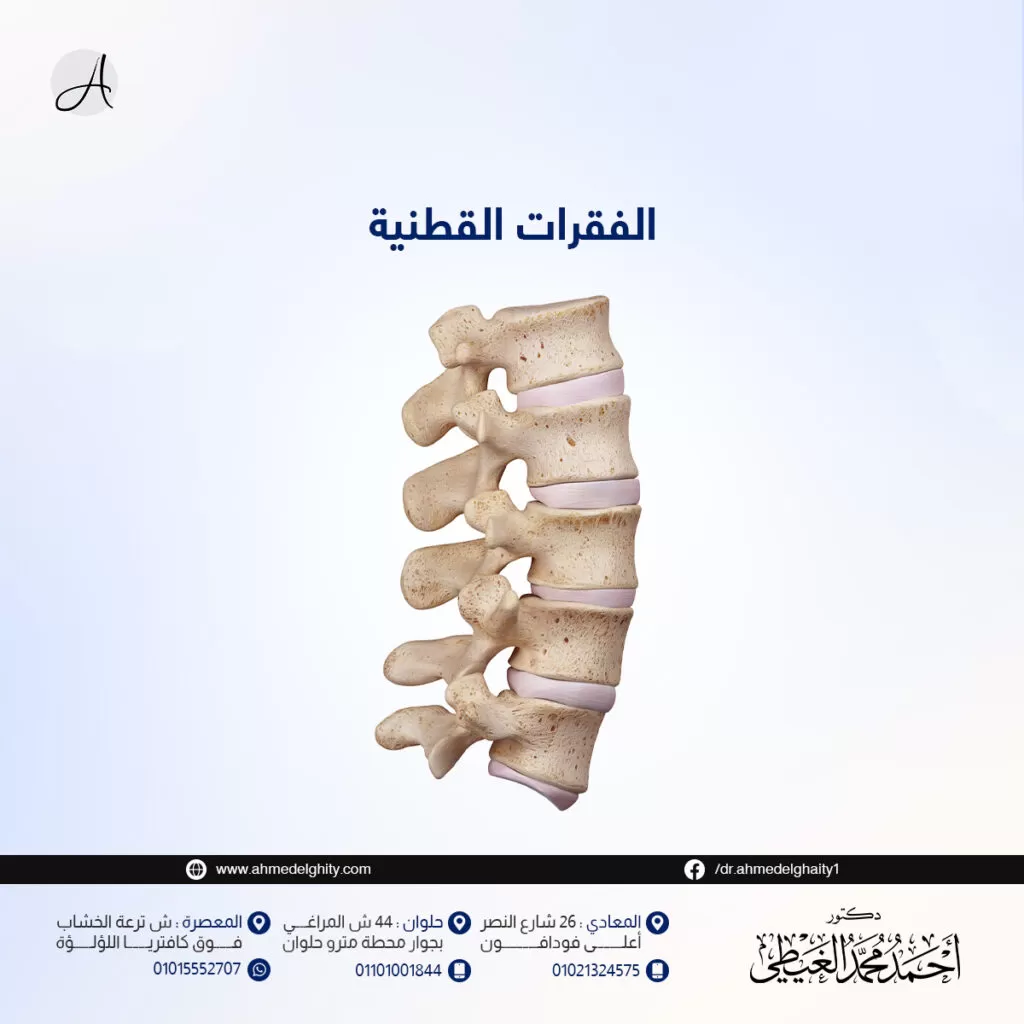 الفقرات القطنية وأجزائها بالتفصيل