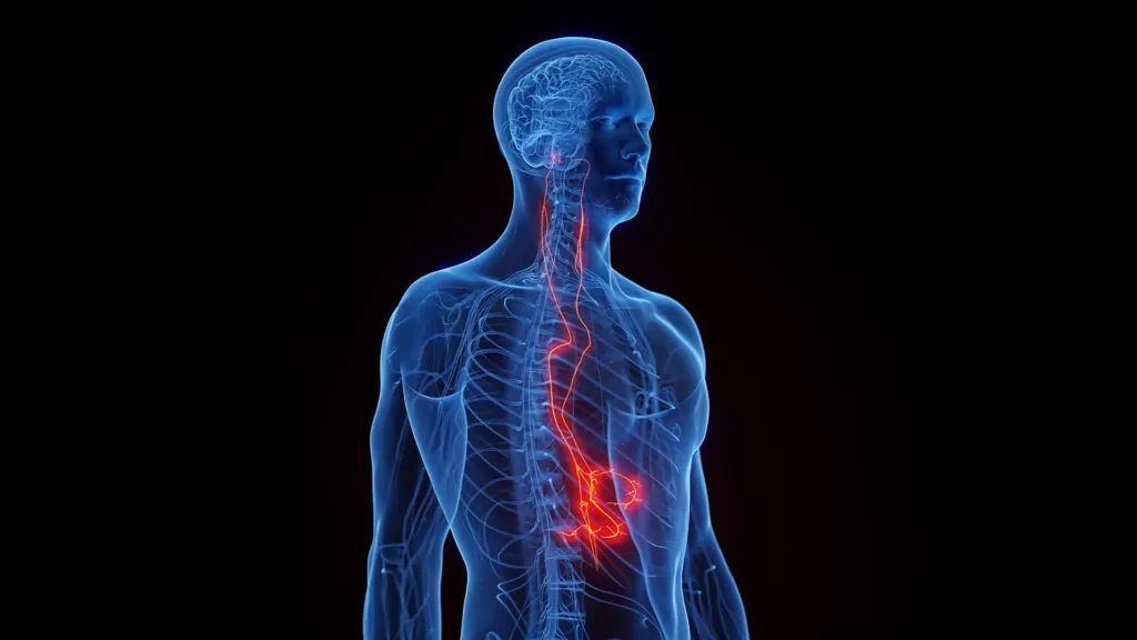 مكان العصب الحائر