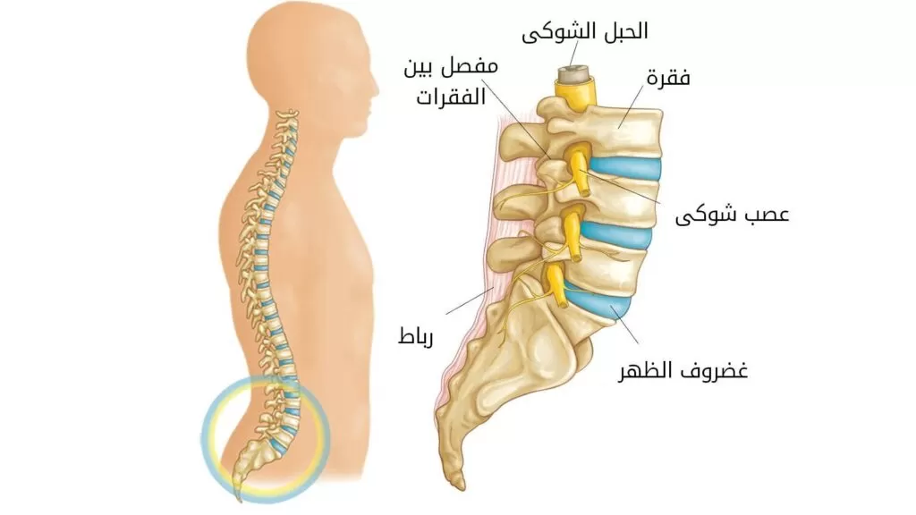 وظائف الفقرات القطنية
