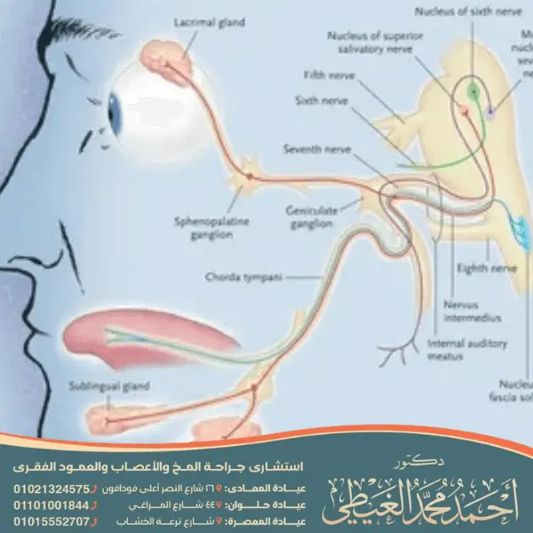 أفضل دكتور لعلاج العصب الخامس