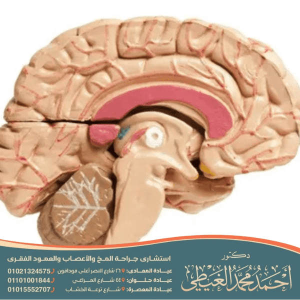 ما وظيفة الجسم الثفني