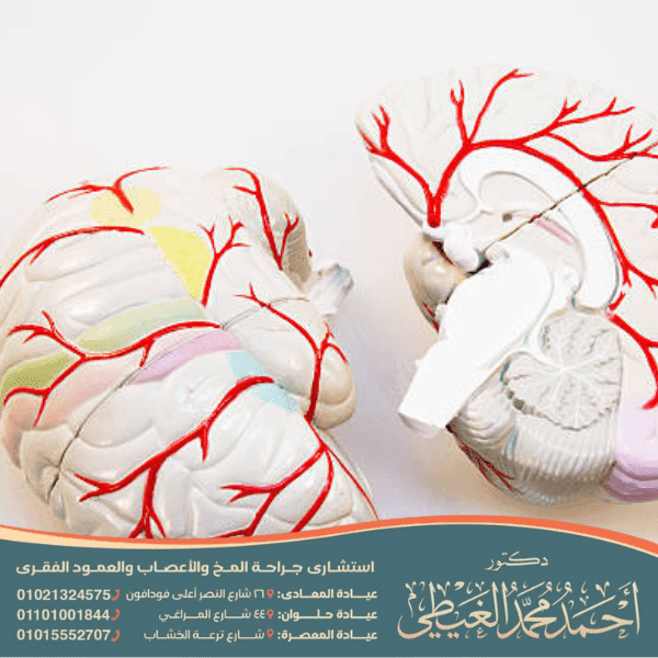 ما وظيفة الجسم الثفني