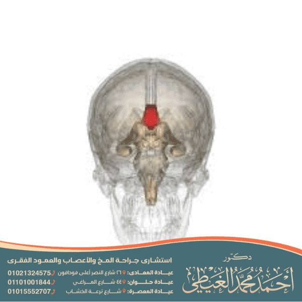 متى يكتمل نمو الجسم الثفني