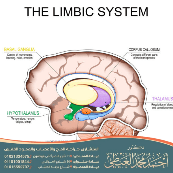 متى يكتمل نمو الجسم الثفني