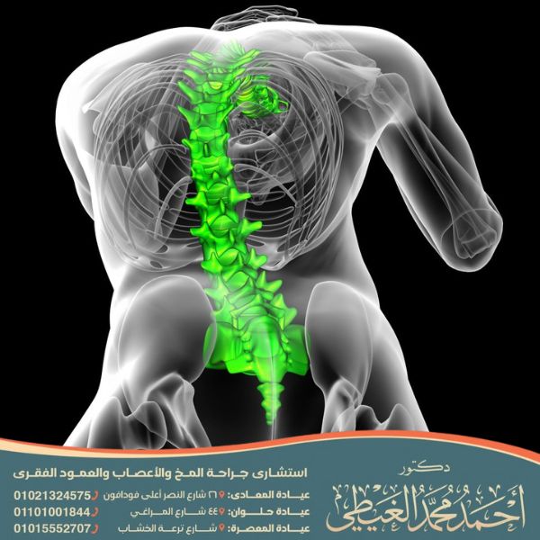 وظائف الحبل الشوكي