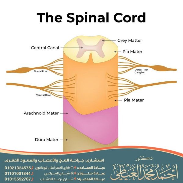 وظائف الحبل الشوكي