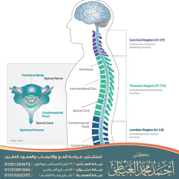 وظائف الحبل الشوكي