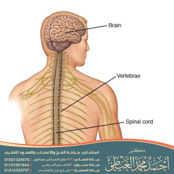 ما هو النخاع الشوكي